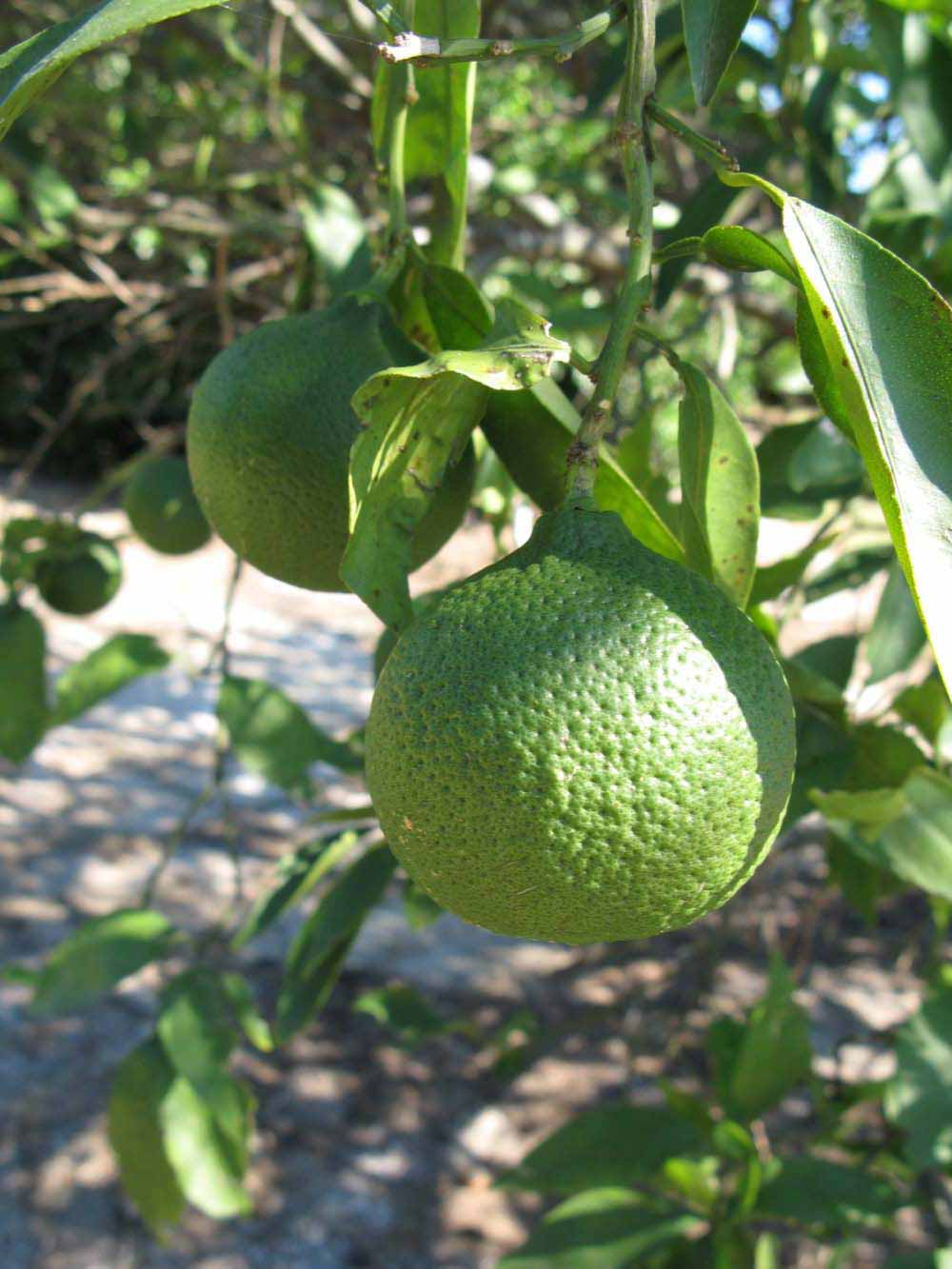            Immature fruit (Winter Haven, FL)   